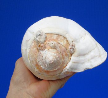 7-7/8 by 5-1/2 inches Eastern Pacific Giant Conch Shell for Sale for $22.99 