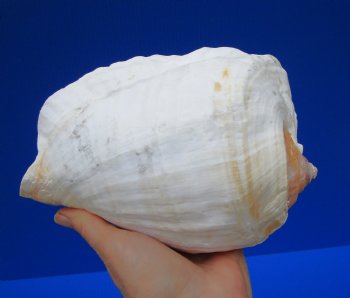 7-1/2 by 5-1/2 inches Eastern Pacific Giant Conch Shell for Sale for $22.99 