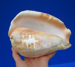 7-1/2 by 5-1/2 inches Authentic Eastern Pacific Giant Conch Shell for Sale for $22.99 