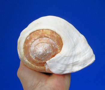 7-1/2 by 5-1/2 inches Authentic Eastern Pacific Giant Conch Shell for Sale for $22.99 