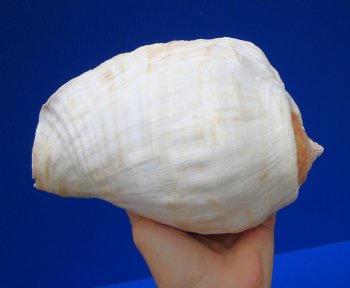 7-1/2 by 5-1/2 inches Authentic Eastern Pacific Giant Conch Shell for Sale for $22.99 