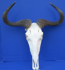 23-1/2 inches wide Large African Blue Wildebeest Skull and Horns <FONT COLOR=RED> Good Quality</font> for $89.99