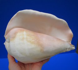 7-3/4 by 5-3/4 inches Authentic Eastern Pacific Giant Conch Shell for Sale for $22.99 