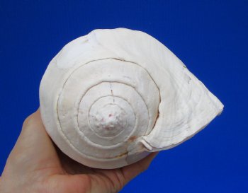 7-3/4 by 5-3/4 inches Authentic Eastern Pacific Giant Conch Shell for Sale for $22.99 
