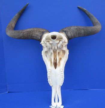 23-1/2 inches wide Large African Blue Wildebeest Skull and Horns <FONT COLOR=RED> Good Quality</font> for $89.99