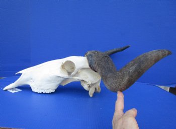 23-1/2 inches wide Large African Blue Wildebeest Skull and Horns <FONT COLOR=RED> Good Quality</font> for $89.99