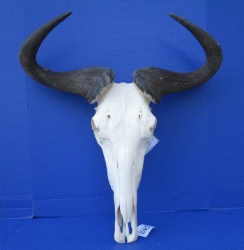 23-3/4 inches wide Large African Blue Wildebeest Skull and Horns (4 small holes back of skull) for $89.99