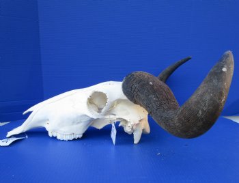 23-3/4 inches wide Large African Blue Wildebeest Skull and Horns (4 small holes back of skull) for $89.99