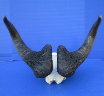 19 inches wide Male Black Wildebeest Skull with Horns <font color=red> Grade A Quality</font> for $119.99