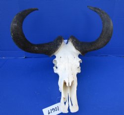 17-1/4 inches wide Male Black Wildebeest Skull with Horns for $114.99