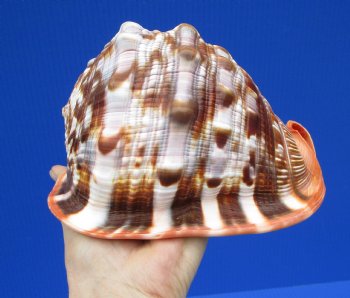 6-1/4 inches Pacific Red Cameo Shell, Bullmouth Helmet for $15.99