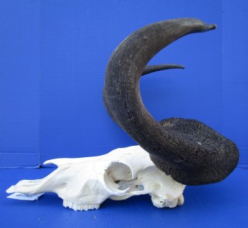 17-1/4 inches wide Male Black Wildebeest Skull with Horns for $114.99