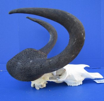 17-1/4 inches wide Male Black Wildebeest Skull with Horns for $114.99