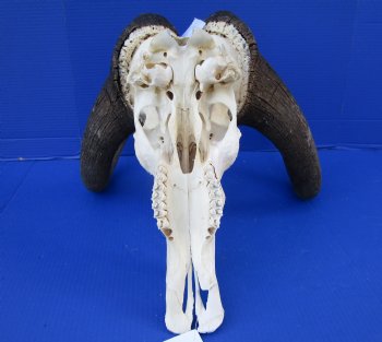 17-1/4 inches wide Male Black Wildebeest Skull with Horns for $114.99