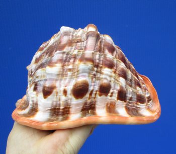 6-1/4 inches Indo-Pacific Red Cameo Shell, Bullmouth Helmet for $15.99