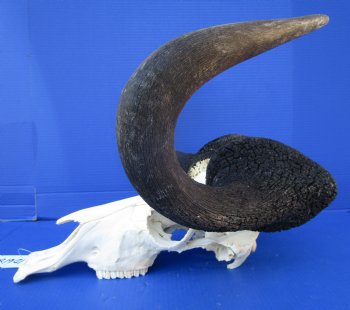 19-/4 inches wide Male Black Wildebeest Skull with Horns<FONT COLOR=RED> Good Quality</font> for $119.99