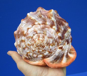 6-1/4 inches Indo-Pacific Red Cameo Shell, Bullmouth Helmet for $15.99
