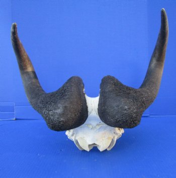 19-/4 inches wide Male Black Wildebeest Skull with Horns<FONT COLOR=RED> Good Quality</font> for $119.99