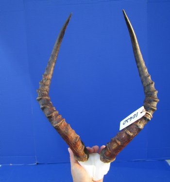 Real African Impala Skull Plate, Cap with 19-1/4 and 19-3/4 inches Horns for $59.99