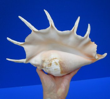 12-1/2 by 7-3/4 inches Giant Spider Conch Shell with Long Spines for $17.99