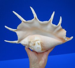 12-1/2 by 7-3/4 inches Giant Spider Conch Shell with Long Spines for $17.99