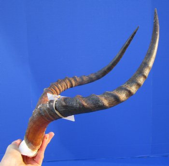 Real African Impala Skull Plate, Cap with 19-1/4 and 19-3/4 inches Horns for $59.99