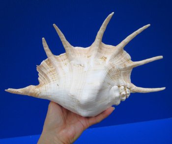 12-1/2 by 7-3/4 inches Giant Spider Conch Shell with Long Spines for $17.99