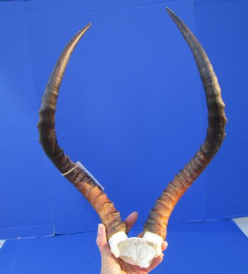 Real African Impala Skull Plate, Cap with 19-1/4 and 19-3/4 inches Horns for $59.99