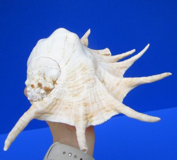 12-1/2 by 7-3/4 inches Giant Spider Conch Shell with Long Spines for $17.99