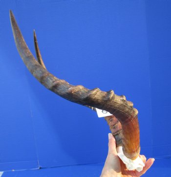 Real African Impala Skull Plate, Cap with 19-1/4 and 19-3/4 inches Horns for $59.99