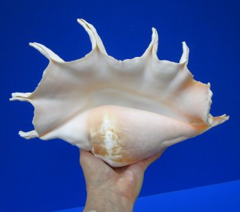 13 by 8-1/2 inches Giant Spider Conch Shell with Long Spines for $19.99