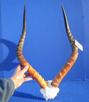 Large African Impala Skull Plate, Cap with 23 and 23-1/2 inches Horns for $64.99