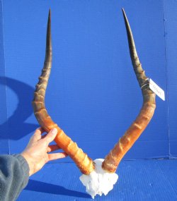 Large African Impala Skull Plate, Cap with 23 and 23-1/2 inches Horns for $64.99