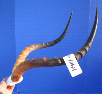 Large African Impala Skull Plate, Cap with 23 and 23-1/2 inches Horns for $64.99