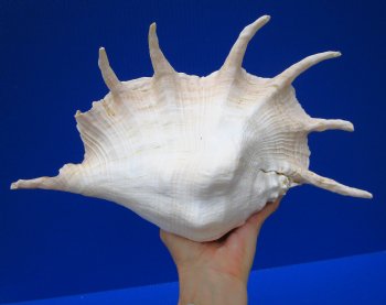 13 by 8-1/2 inches Giant Spider Conch Shell with Long Spines for $19.99