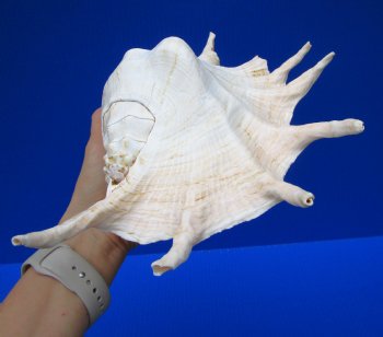 13 by 8-1/2 inches Giant Spider Conch Shell with Long Spines for $19.99