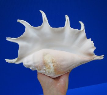 12-3/4 by 8-1/4 inches Giant Spider Conch Shell with Long Spines for $17.99