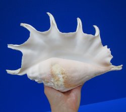12-3/4 by 8-1/4 inches Giant Spider Conch Shell with Long Spines for $17.99