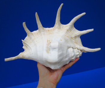 12-3/4 by 8-1/4 inches Giant Spider Conch Shell with Long Spines for $17.99