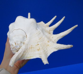 12-3/4 by 8-1/4 inches Giant Spider Conch Shell with Long Spines for $17.99