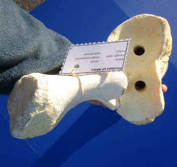31-3/4 inches Authentic African Giraffe Radius Bone with Ulna for $139.99