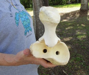 31-3/4 inches Authentic African Giraffe Radius Bone with Ulna for $139.99