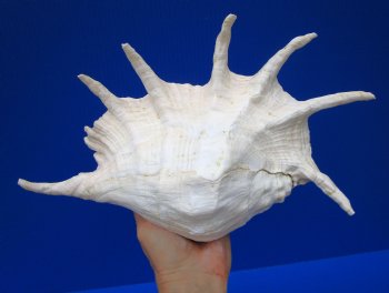 12-3/4 by 8 inches Giant Spider Conch Shell for $17.99