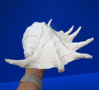 12-3/4 by 8 inches Giant Spider Conch Shell for $17.99