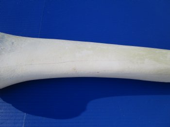 32-1/2 inches Authentic African Giraffe Radius Bone for $139.99