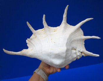 14 by 8-7/8 inches Giant Spider Conch Shell with Long Spines for $29.99