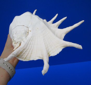 14 by 8-7/8 inches Giant Spider Conch Shell with Long Spines for $29.99