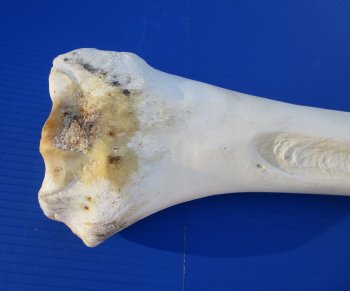 32-1/2 inches Authentic African Giraffe Radius Bone (spots of black paint) for $139.99