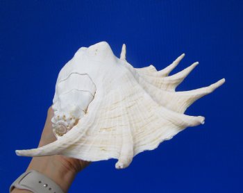 13 by 8-1/4 inches Giant Spider Conch Shell for $19.99