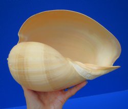 9-3/4 by 7 inches Crowned Baler Melon Shell for Sale, Melo Aethiopica - Buy this one for $12.99